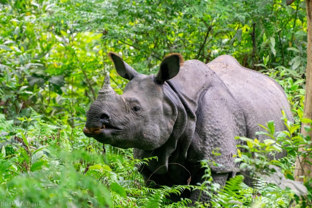 hotels in manas national park
