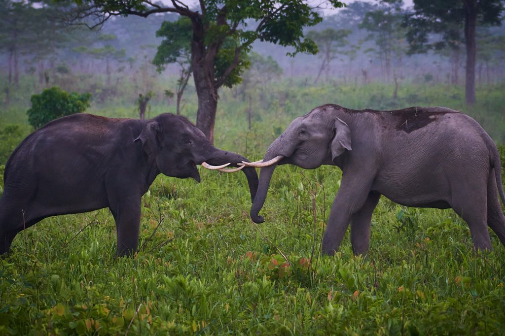 hotels in manas national park